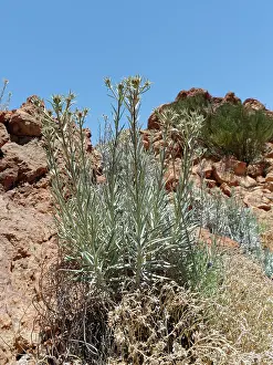 Rocky Prints: Carline thistle (Carlina xeranthemoides) flowering on a rocky mountain ridge at 2100m