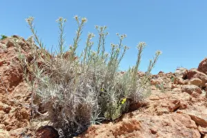 Rocky Prints: Carline thistle (Carlina xeranthemoides) flowering on a rocky mountain ridge at 2100m