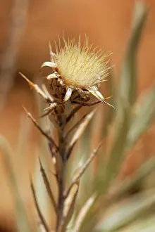 Carline thistle (Carlina xeranthemoides) seedhead on a rocky mountain ridge at 2100m, Teide National Park, Tenerife, Canary Islands. May