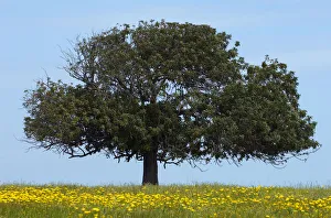 Peter Lilja Prints: Carob tree / St. Johns bread (Ceratonia siliqua) in meadow, Lachi, Cyprus, May 2009