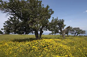 Peter Lilja Prints: Carob trees / St Johns bread (Ceratonia siliqua) in a meadow, Akamas Peninsula