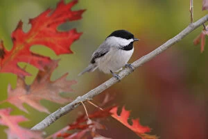 Images Dated 22nd July 2010: Carolina Chickadee (Poecile carolinensis) perched in Texas Red Oak (Quercus Texana) New Braunfels