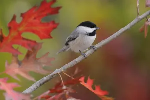 Songbirds Prints: Carolina Chickadee (Poecile carolinensis) perched in Texas Red Oak (Quercus Texana) New Braunfels
