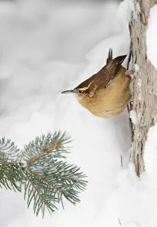 Carolina wren (Thryothorus ludovicianus) clinging to the side of a snow covered tree