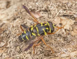 Syrphidae Prints: Carolinean elegant wasp (Meromacrus acutus) hoverfly mimic