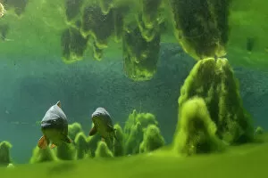 Algae Gallery: Carp (Cyprinus carpio) in oxbow lake of the Aare River, Switzerland