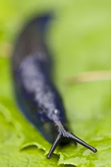 Images Dated 16th June 2009: Carpathian blue slug (Bielzia coerulans) on leaf, endemic to the Carpathian mountains