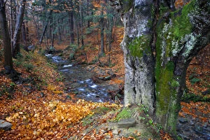 Images Dated 14th September 2011: Carpathian forest stream in autumn colors. Bieszczady National Park, the Carpathians