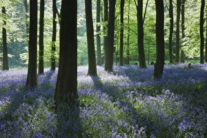 Shadows Collection: A carpet of Bluebells (Endymion nonscriptus) in Beech (Fagus sylvatica) woodland