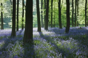 A carpet of Bluebells (Endymion nonscriptus) in Beech (Fagus sylvatica) woodland