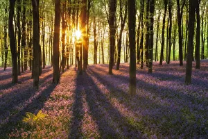 A carpet of Bluebells (Endymion nonscriptus) in Beech (Fagus sylvatica) woodland at dawn