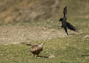 Kite Prints: Carrion crow (Corvus corone) attacking Red kite (Milvus milvus) from above