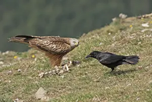 Opportunism Prints: Carrion crow (Corvus corone) attempting to steal food from Red kite (Milvus milvus)