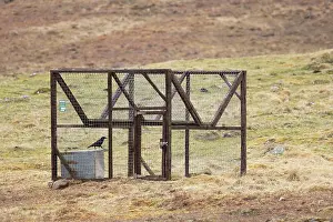 Moors Prints: Carrion crow (Corvus corone) caught inside a Larson trap on moorland