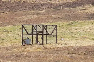 Moors Prints: Carrion crow (Corvus corone) caught inside a Larson trap on moorland