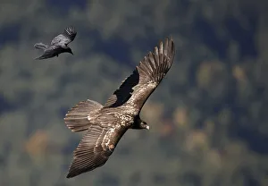 2018 August Highlights Prints: Carrion crow (Corvus corone corone) mobbing Lammergeier (Gypaetus barbatus) Spain