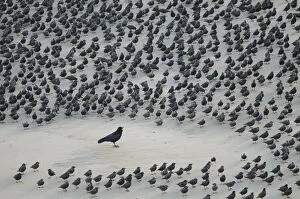 Eurasian Crow Gallery: Carrion Crow (Corvus corone) encircled by flock of Starlings (Sturnus vulgaris) resting