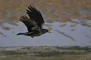 Images Dated 17th November 2011: Carrion Crow (Corvus corone) in flight with Cockle shell, Liverpool Bay, UK, November