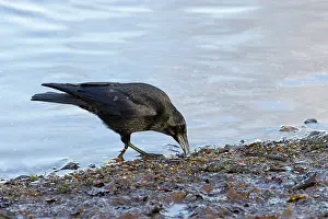 Songbird Prints: Carrion crow (Corvus corone) foraging at water's edge, Norfolk, England, UK. November