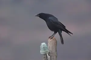 Calling Prints: Carrion crow (Corvus corone) perched on a pole calling, La Rioja, Spain. December