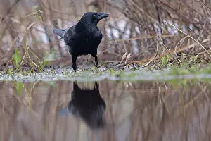 Reflection Prints: Carrion crow (Corvus corone) standing in a puddle