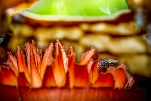 Images Dated 30th September 2021: Carrion fly on the parasitic plant Rafflesia pricei flower, Mount Kinabalu, Borneo, May