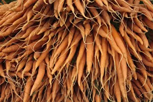 Orange Gallery: Carrots (Daucus carota) for sale at Cirencester Farmers Market, Cirencester, Gloucestershire