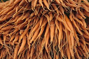 Umbelliferae Prints: Carrots (Daucus carota) for sale at Cirencester Farmers Market