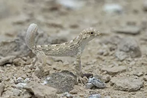 Images Dated 5th November 2019: Carters semaphore gecko (Pristurus carteri) standing on rocky ground. Oman, June
