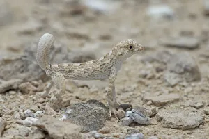 Middle East Prints: Carters semaphore gecko (Pristurus carteri) standing on rocky ground. Oman, June