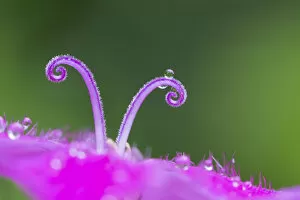 Images Dated 18th June 2015: Carthusian Pink flower (Dianthus carthusianorum) detail of two stigmas, Nordtirol, Austrian Alps