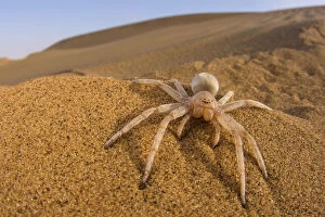 2018 April Highlights Gallery: Cartwheeling spider (Carparachne sp.) in desert, Swakopmund, Namibia
