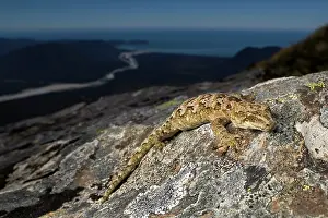 Gecko Prints: Cascade gecko (Mokopirirakau 'Cascades') female