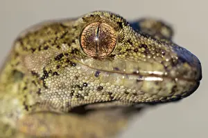 Gecko Prints: Cascade gecko (Mokopirirakau 'Cascades') head portrait