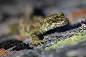 Gecko Prints: Cascade gecko (Mokopirirakau 'Cascades') resting on lichen covered rocks