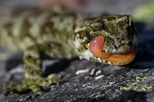 Gecko Prints: Cascade gecko (Mokopirirakau 'Cascades') resting on rock with tongue out