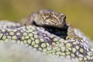 Gecko Prints: Cascade gecko (Mokopirirakau 'Cascades') resting on Vegetable sheep (Raoulia sp)