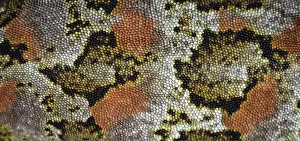 Gecko Prints: Cascade gecko (Mokopirirakau 'Cascades') skin pattern detail