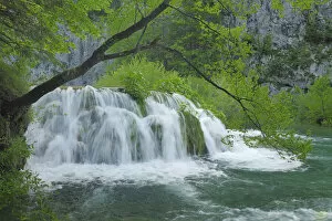 Images Dated 23rd May 2010: A cascade of waterfalls and rapids falling into a woodland pool. Plitvice National Park
