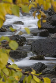 Cascading river through autumnal foliage, Sarek National Park, Laponia World Heritage Site