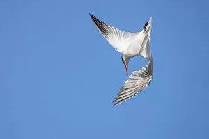 December 2022 Highlights Gallery: Caspian Tern (Sterna caspia) in flight, diving for prey. Lake Ellesmere, Canterbury, South Island