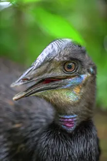 Cassowary Prints: Cassowary (Casuarius sp.) juvenile