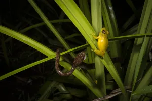 Cat-eyed snake (Leptodeira septentrionalis) predating Olive snouted treefrog (Scinax