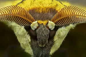 Antennae Gallery: Cat s-eyed emperor moth (Aurivillius aratus), Amedzofe, Ghana. Controlled conditions