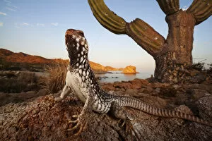 2020 February Highlights Collection: Catalina Desert Iguana (Dipsosaurus catalinensis), Catalina (Santa Catalina) Island