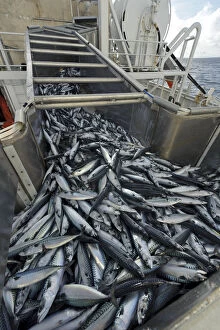 Images Dated 10th October 2012: Catch of Atlantic mackerel (Scomber scombrus) in fish separator on board Shetland