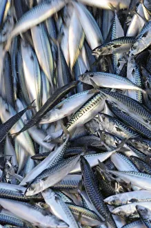Catch of Atlantic mackerel (Scomber scombrus) in fish separator on board Shetland