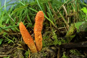 Parasites Prints: Caterpillar fungus (Cordyceps militaris) growing in grass