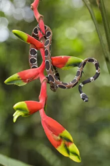 Images Dated 24th October 2009: Catesbys snail-eating snake (Dipsas catesbyi) on Heliconia plant, Pacaya Samiria