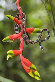 Heliconia Prints: Catesbys snail-eating snake (Dipsas catesbyi) on Heliconia plant, Pacaya Samiria